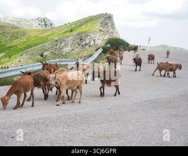 Eine Ziegenherde läuft auf der Straße in Kostilata. Stockfoto