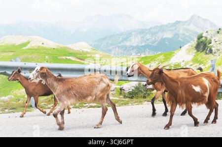 Eine Ziegenherde läuft die Straße runter, um ins Dorf zu gehen. Stockfoto