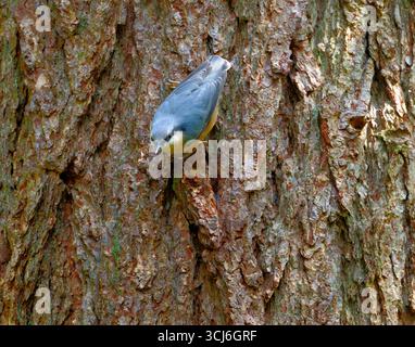Eurasische Kleiber Stockfoto