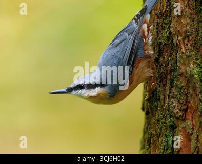 Eurasische Kleiber Stockfoto