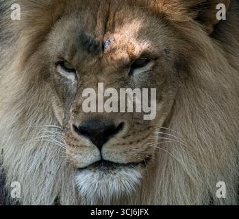 Der Afrikanische Löwe (Panthera leo) ist eine Großkatze der Gattung Panthera, die in Afrika südlich der Sahara und Indien beheimatet ist. Stockfoto