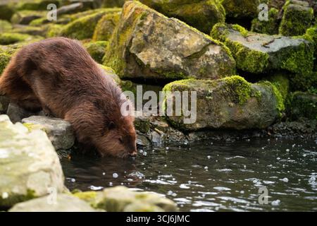 Der North American Biber (Castor canadensis) ist eine von zwei noch existierenden Biberarten, zusammen mit dem Eurasischen Biber (Castor fiber). Stockfoto