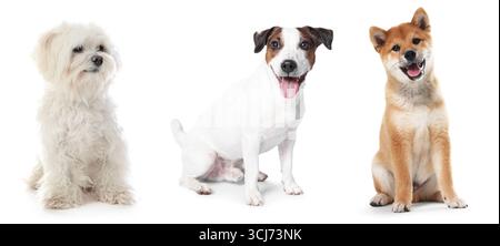 Niedliche Hunde verschiedener Rassen isoliert auf weißer Collage Stockfoto