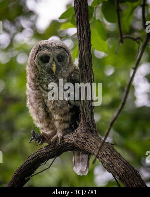 Jungeile mit Gitterschnäbel (Strix varia) mit Babyschildkröte, Dyke Marsh, Alexandria, VA, USA Stockfoto