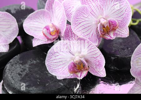 Wunderschöne Orchideenblumen, Wassertropfen und Spa-Steine auf Spiegeloberfläche, Nahaufnahme Stockfoto