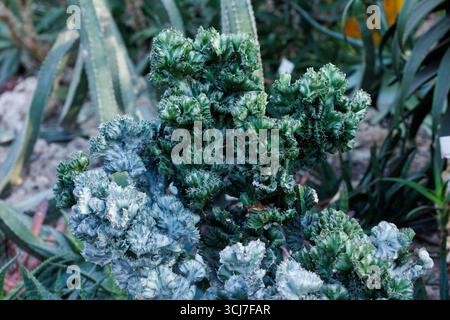 Der Euphorbia lactea Kaktus, bekannt als Coral Cactus Pflanze Stockfoto