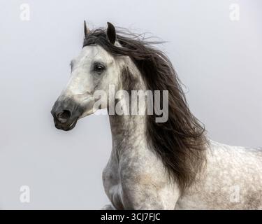 Das andalusische Pura Raza Espaola (Pura Raza Espaola) ist eine alte Rasse von der iberischen Halbinsel in Spanien und eng mit dem Lusitano verwandt. Stockfoto