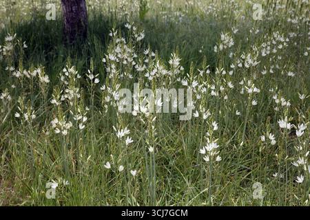 Weiße Kamassien wachsen im Garten im Mai Surrey England Stockfoto