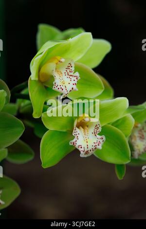 Cymbidium Chatter Orchideen haben grüne Blüten und eine weiße mit roten Flecken in der Mitte Stockfoto