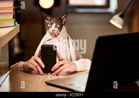 Eine kanadische Sphynx-Katze in einem Hemd hält ein Smartphone, während sie mit einem Laptop am Schreibtisch sitzt und das Konzept der Fernarbeit, Communi, schildert Stockfoto