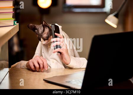 Die kanadische Sphynx-Katze, die ein weißes Hemd trägt, hält ein Smartphone am Ohr, während sie mit einem Laptop an einem Schreibtisch sitzt und für Fernarbeit, Studium oder com steht Stockfoto