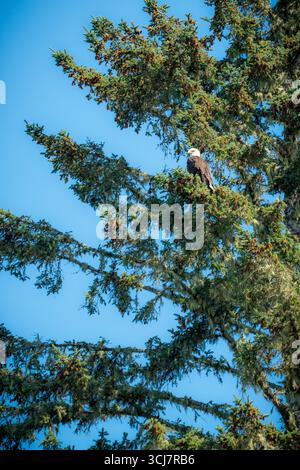 Ein Weißkopfseeadler, hoch oben in einer Tanne an der Küste von Vancouver Island, vor einem klaren blauen Himmel Stockfoto