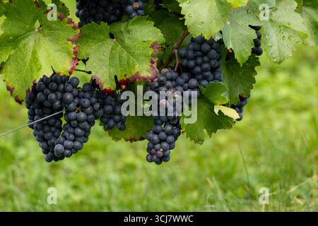 Schädlinge oder Krankheiten - reife blaue Trauben wachsen auf der Rebe in einem Weinberg Stockfoto