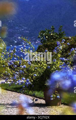 Gärten des Borromeo-Palastes auf der Isola Bella am Lago Maggiore im Piemont in Italien. Stockfoto