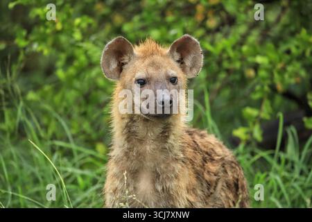 Afrikanische Hyena starrt Stockfoto