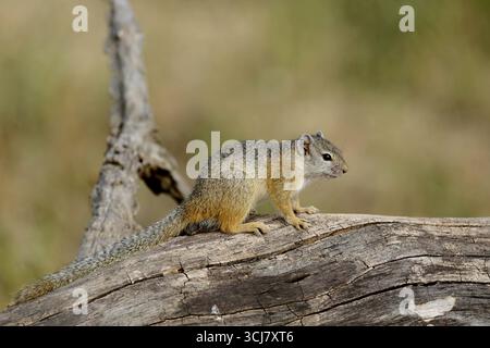 Afrikanisches Eichhörnchen auf dem alten Baum Stockfoto