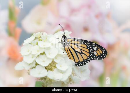 Makro eines Monarchschmetterlings (danaus plexippus), der auf einer weißen Hortensie-Blüte ruht. Seitenansicht mit geschlossenen Flügeln. Stockfoto
