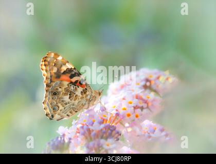 Makro eines gemalten Schmetterlings (vanessa cardui), der sich an rosa Buddleia-Blüte ernährt - weiches Bild Stockfoto