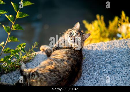 Streunende Tabbykatze, die im warmen Abendsonnenlicht auf dem Boden liegt, mit grünen Augen, die in die Kamera blicken. Stockfoto