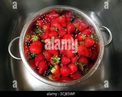 Ganze reife Bio-Erdbeeren werden in einem Sieb gereinigt, fertig zum Kochen oder Snacken. Stockfoto