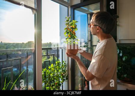 Man sieht Tomatenstrauch in den Händen vom Balkon, gelbe Kirschgemüse-Ernte im Innengarten Stockfoto