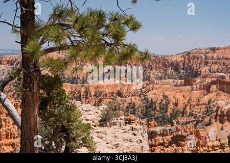 Eine malerische Aussicht an einem klaren, sonnigen Tag, wahrscheinlich im Bryce Canyon National Park. Eine markante Kiefer mit satten grünen Nadeln und einem strukturierten b Stockfoto