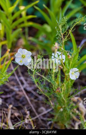 Pale Evening Primrose, Oenothere pallida var. Runcinata am Montville Nature Trail im Great Sand Dunes National Park and Preserve, Colorado, USA Stockfoto