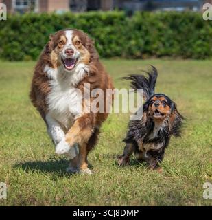 Ausgewachsener australischer Schäferhund und Cavalier King Charles Spaniel Hund, der auf Gras läuft. Stockfoto