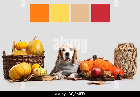 Niedlicher Hund mit Kürbissen und Dekorationen für Thanksgiving Day auf grauem Hintergrund. Verschiedene Farbmuster Stockfoto