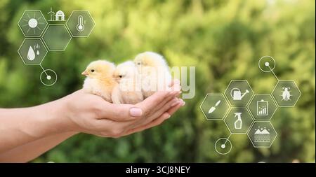 Ein Bauer hält niedliche Hühner draußen. Das Konzept moderner Technologien in der Landwirtschaft Stockfoto