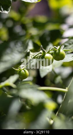 Winzige grüne Kirschtomaten und gelbe Blumen auf Balkonpflanzen. Stockfoto