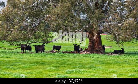 Schwarze Rinder, die unter ausbreitendem Gummibaum in hellgrünem Fahrerlager auf Ackerland Schutz bieten Stockfoto