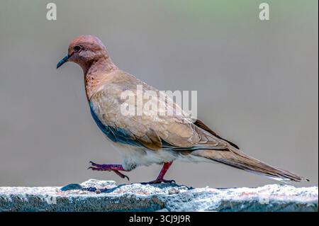 Die lachende Taube ist eine kleine Taube, die in Afrika, dem Nahen Osten, Südasien und Westaustralien ansässig ist Stockfoto