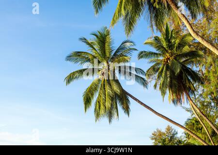 Grüne Palmen auf blauem Himmel Hintergrund, Kokospalmen auf tropischer Insel Meer Strand, Palmblätter, Zweige, Dschungel, Sommerferien, Palmenlandschaft Stockfoto