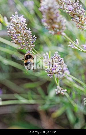 Eine Biene fliegt zwischen Lavendelblüten und sammelt Nektar und Pollen, Großbritannien. Stockfoto