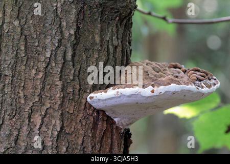 Klammer- oder Regalpilze, die auf Baumstamm wachsen weiß Unterseite braune Oberfläche die halbkreisförmigen Pilze, die an einer Kante befestigt sind, wachsen mit dem Alter härter Stockfoto