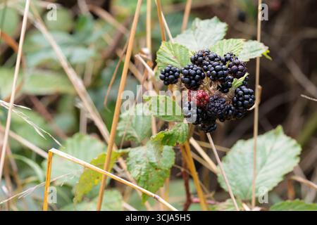Brombeeren Rubus fruticosus, dunkelviolett schwarz, wenn reif, wächst an langen dornigen, bogenförmigen Stielen, Beere hat mehrere winzige einzelne Früchte oder Drupelets Stockfoto