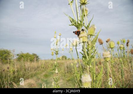 Rote Admiral-Schmetterling (Vanessa atalanta) und Hummel (Bombus terrestris), die an Teasel (Dipsacus fullonum)-Blüten fressen, England, Vereinigte Staaten Stockfoto