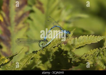 Blaue Jungfliege (Enallagma cyathigerum) zwei Erwachsene Jungfliegen, die sich im Sommer auf einem Pflanzenblatt paaren, England, Vereinigtes Königreich Stockfoto