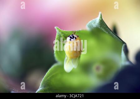 Ein frisch geschlüpfter Marienkäfer (Coccinellidae), der seine Flügel auf einem Blatt in Nahaufnahme mit verschwommenem Hintergrund trocknet, Wismar, Mecklenburg-Vorpommern, Deutschland Stockfoto