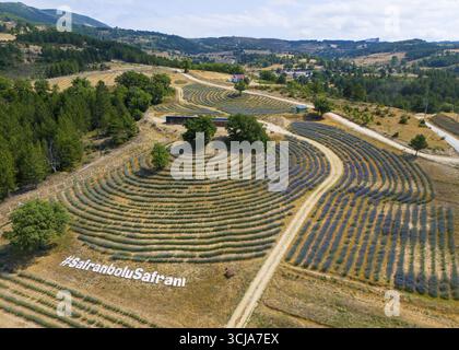 Luftaufnahme von hügeligen Lavendelfeldern in einer hügeligen Landschaft, Luftaufnahme, Safranbolu SafranIJ, Safrani, Anbau von Safrankrokus, Karabuek pro Stockfoto