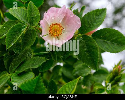 Rosa-weiße Blüte bedeckt mit Regentropfen mit gelb-roten Blütenstempeln und grünen Blättern Stockfoto