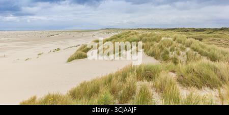 Panorama des Grases auf den Dünen von Borkum, Deutschland Stockfoto