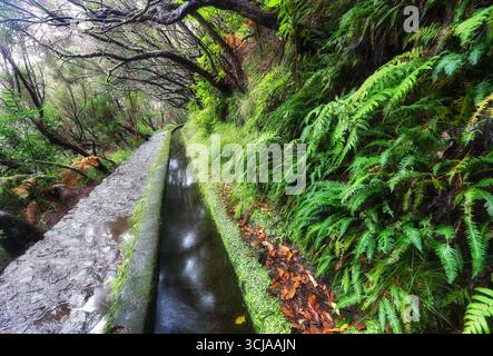 Wanderung auf dem Levada Trail 25 Fontes im Laurel Forest - Pfad zu den berühmten 25 Brunnen in wunderschöner Landschaft - Madeira Island, Portugal Stockfoto
