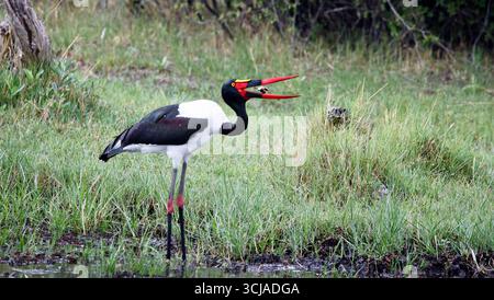 Schattelschnabelstorchfischen in Botswana Stockfoto