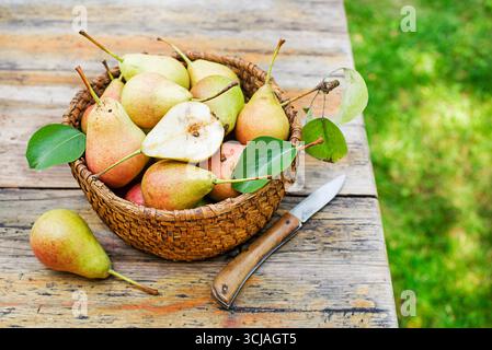Korb mit frischen Birnen im Hintergrund des Gartentisches. Birnenernte Stockfoto