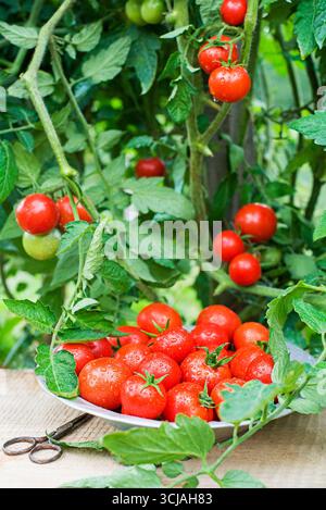 Frisch gepflückte rote Kirschtomaten. Tomaten wachsen auf der Farm im Freien. Ernte von Tomaten Stockfoto
