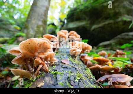 Lungenausternpilz wächst auf einem moosbedeckten Baumstamm, Pleurotus pulmonarius im Herbstwald Stockfoto
