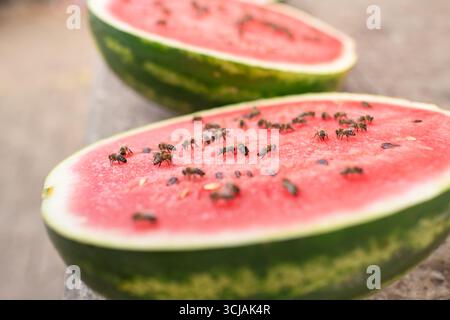 Aus nächster Nähe sehen Sie eine halbe Wassermelone, die von Bienen wimmelt, die von ihren süßen Früchten angezogen werden Stockfoto