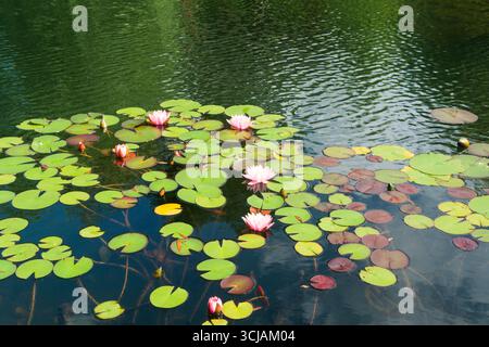 Oberfläche des Sees mit rosafarbenen Seerosen Stockfoto
